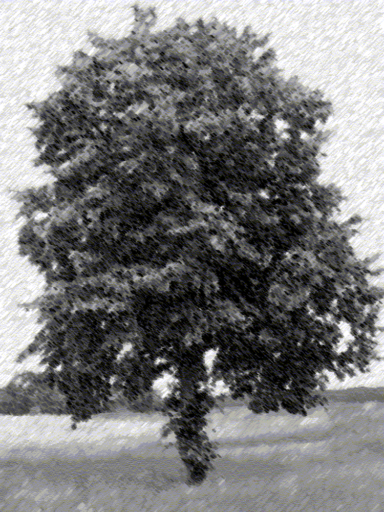 [Lindeboom}